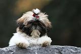 SHIH TZU 159
